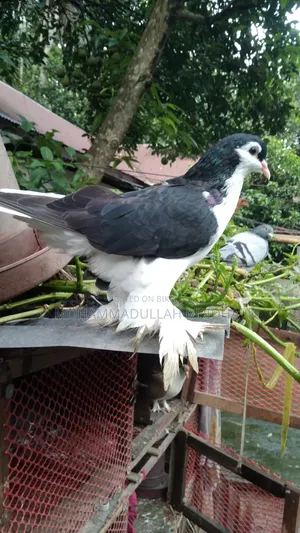 Pigeons for sale