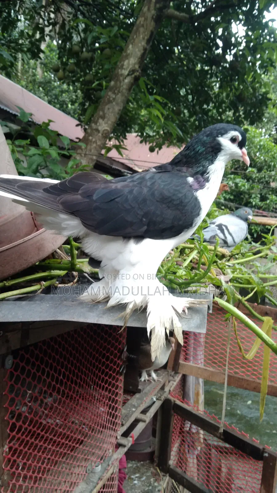 Pigeons for sale