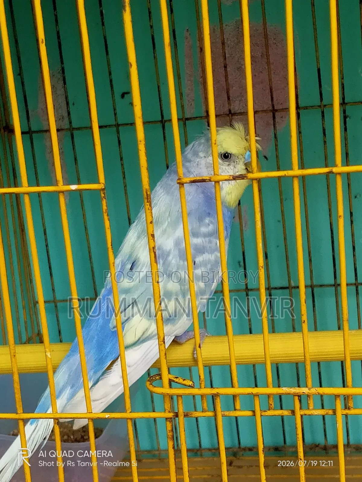 Crested Spengel Bugrigar Single Male
