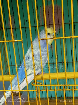 Crested Spengel Bugrigar Single Male