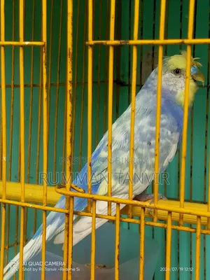 Crested Spengel Bugrigar Single Male