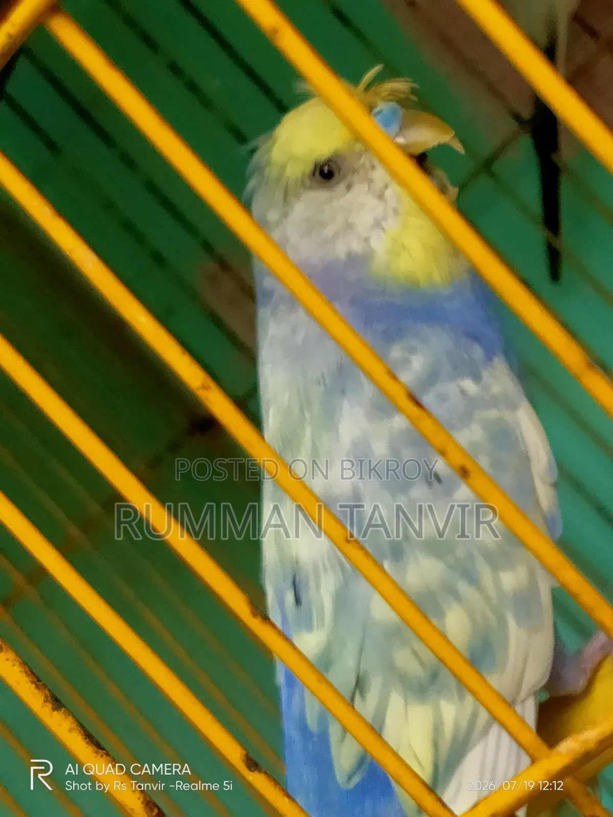 Crested Spengel Bugrigar Single Male