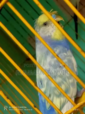 Crested Spengel Bugrigar Single Male