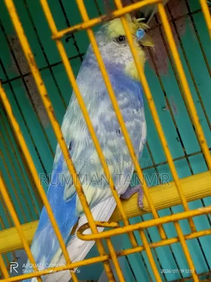 Crested Spengel Bugrigar Single Male