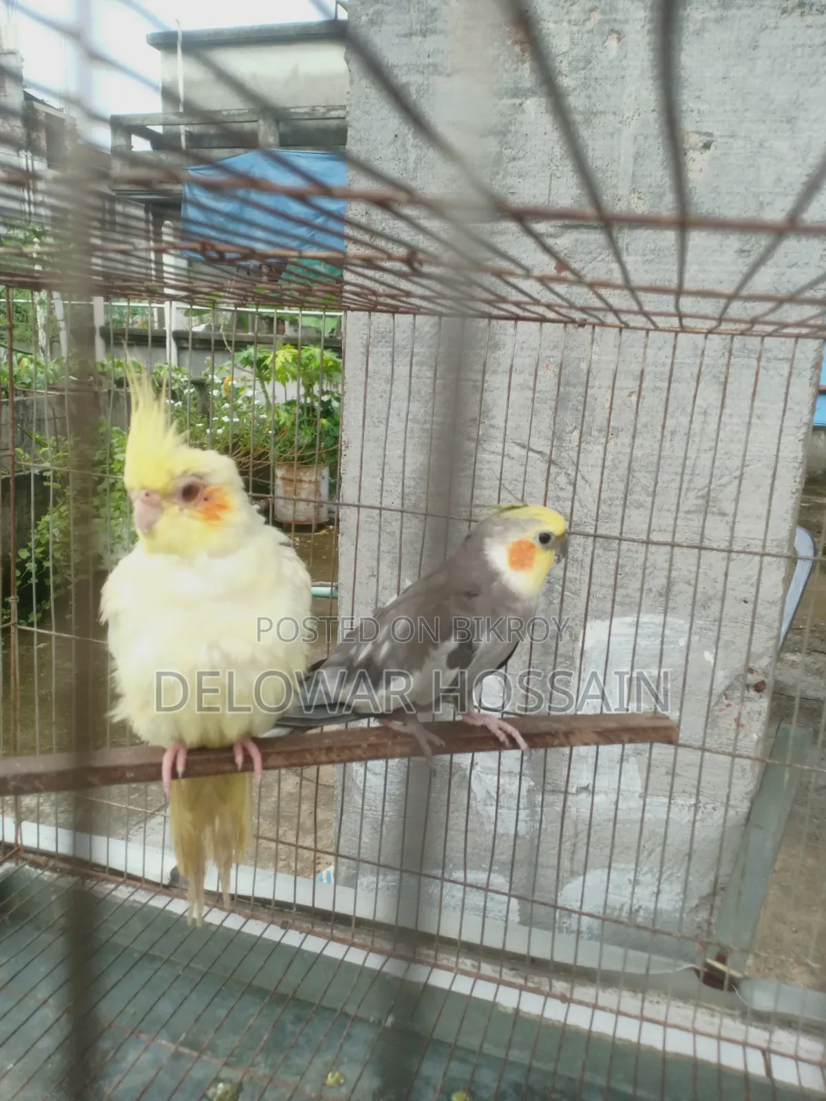 Cockatiel Bird