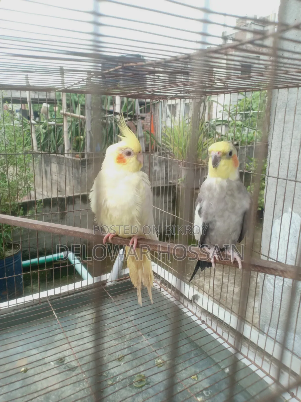 Cockatiel Bird