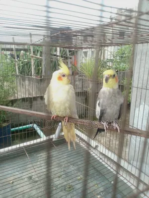 Cockatiel Bird