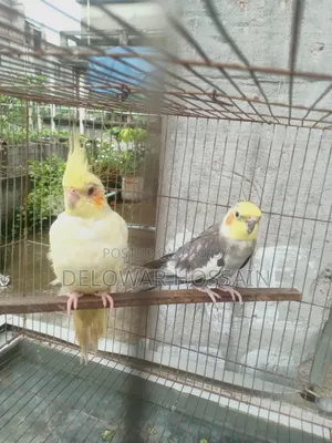 Cockatiel Bird