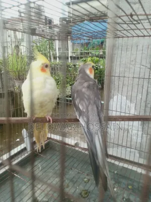 Cockatiel Bird