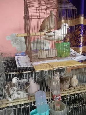 2 Pairs of High-Quality Dove Birds