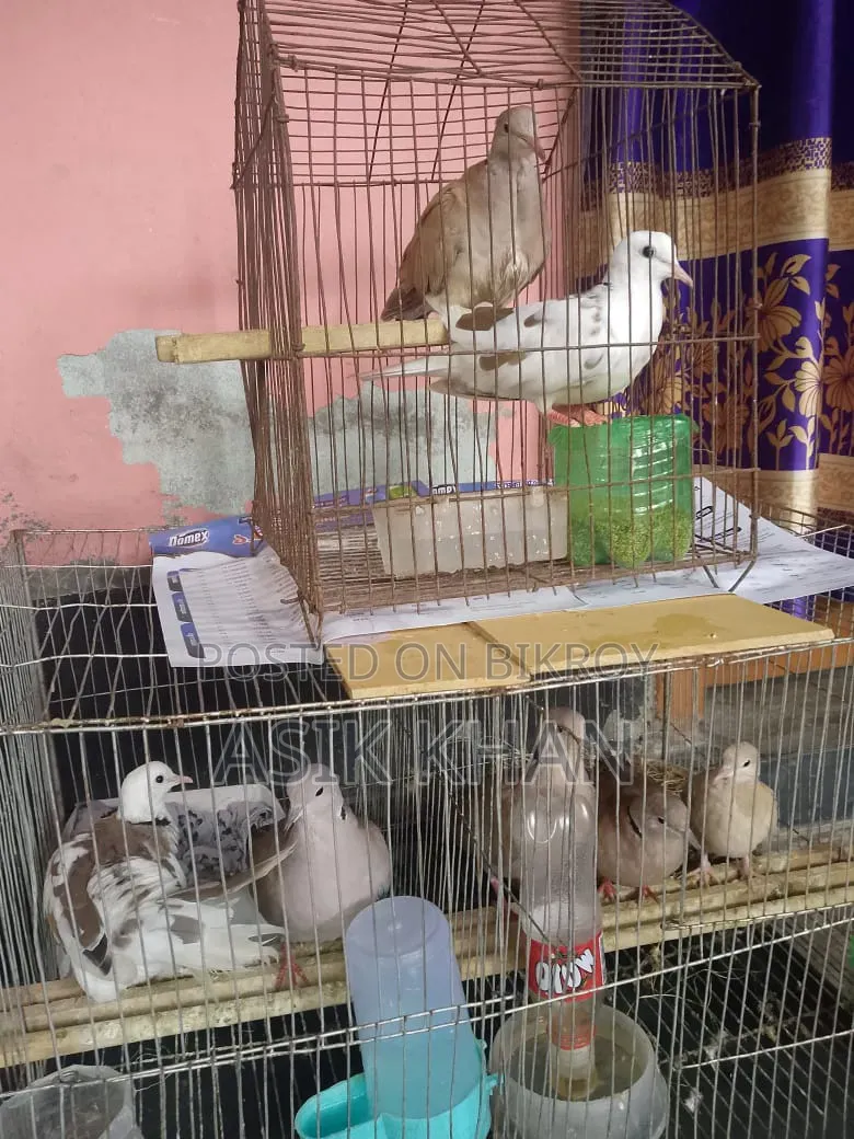2 Pairs of High-Quality Dove Birds