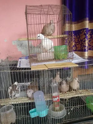 2 Pairs of High-Quality Dove Birds