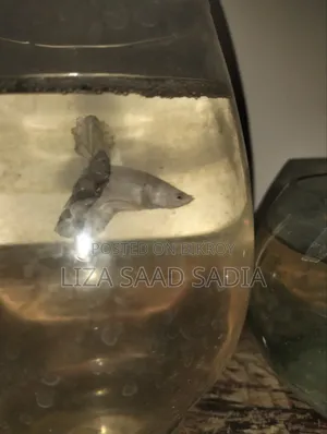 Fish and Aquarium Store by Saad