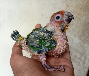 Sun Conure Tame Size Baby