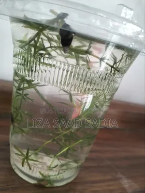 Malatian Trampid Snails 3 Pis