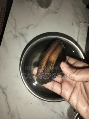 Live Oyster