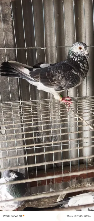 Pigeon Exchange