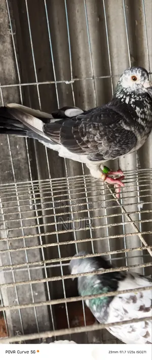 Pigeon Exchange