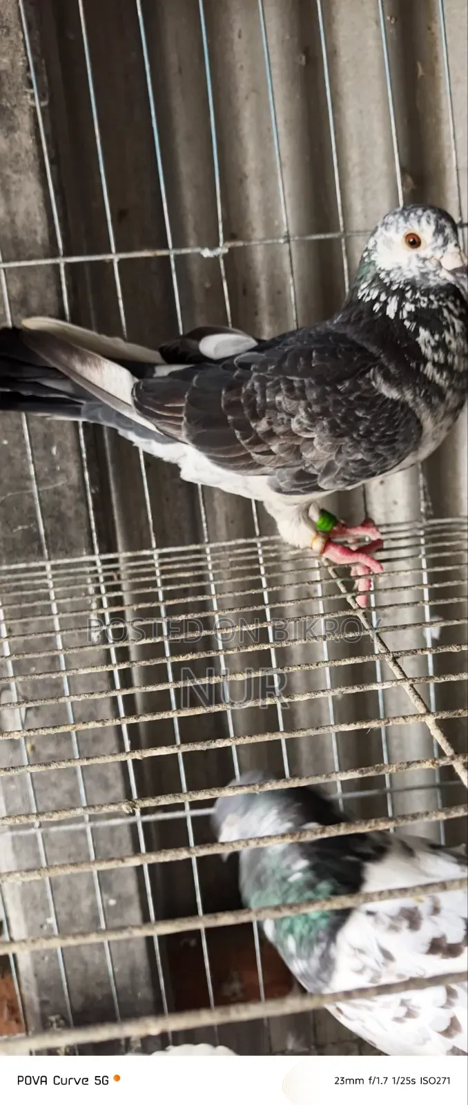 Pigeon Exchange