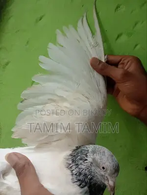 Golden Pigeon Male (Flies 6-7 hours)