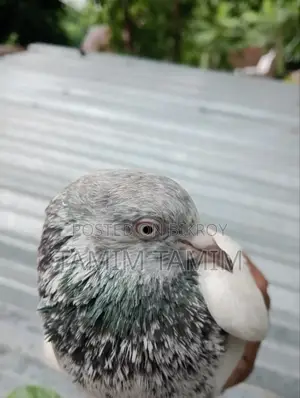 Golden Pigeon Male (Flies 6-7 hours)