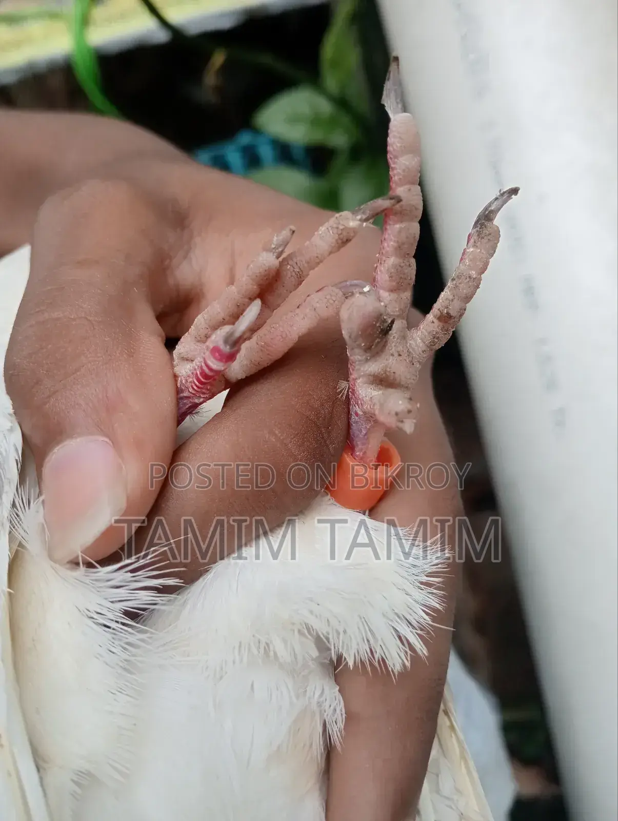 Golden Pigeon Male (Flies 6-7 hours)