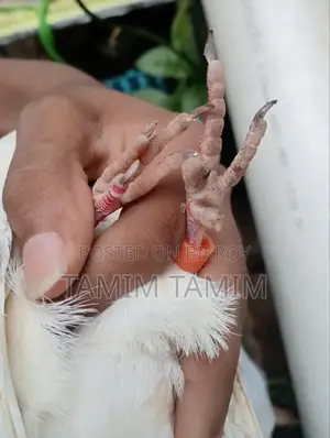 Golden Pigeon Male (Flies 6-7 hours)