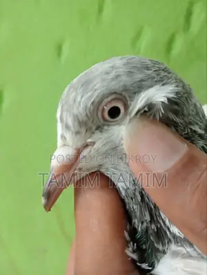 Golden Pigeon Male (Flies 6-7 hours)