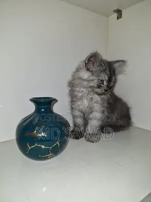 3-6 Months Male Purebred Persian
