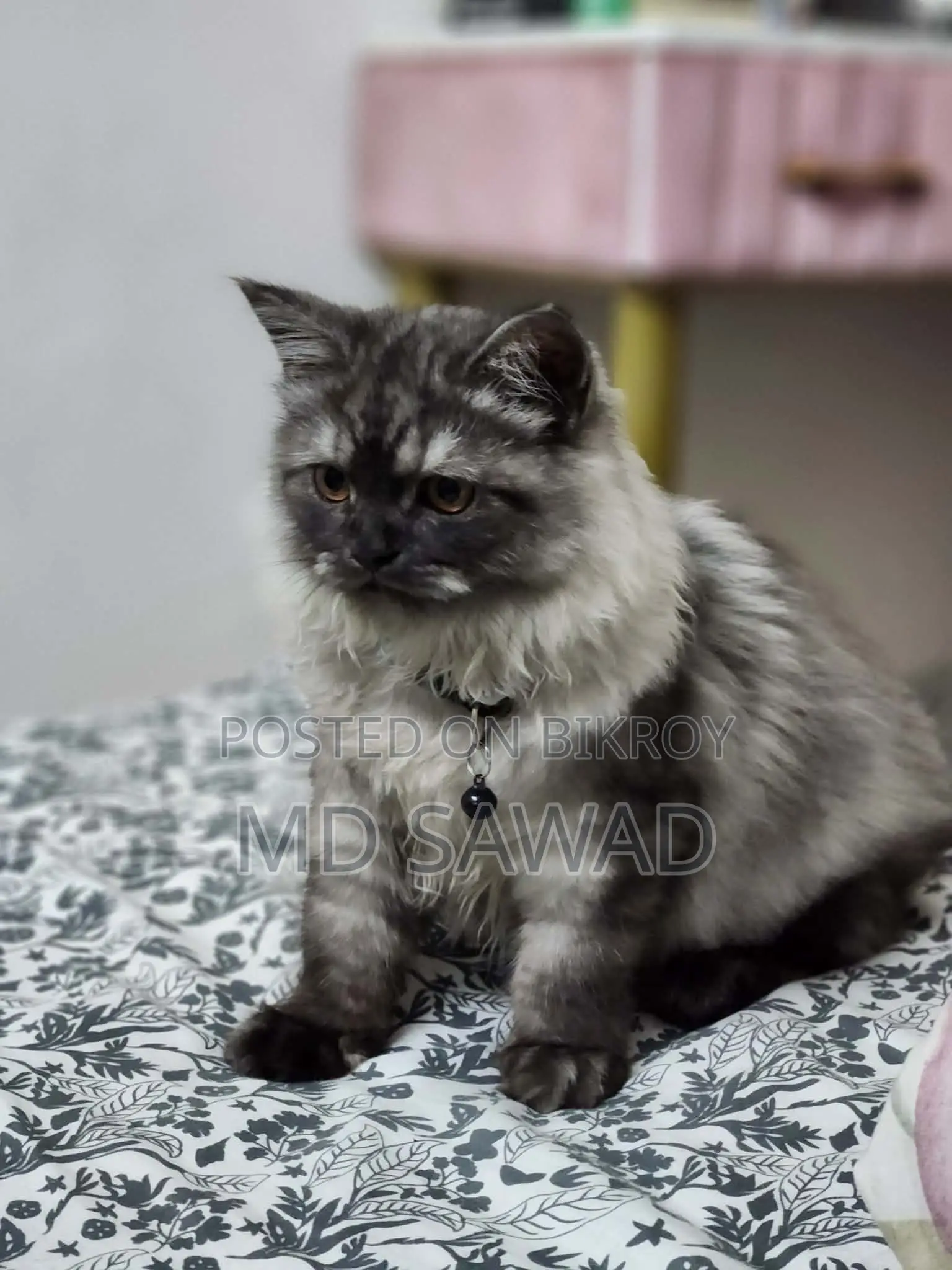 3-6 Months Male Purebred Persian