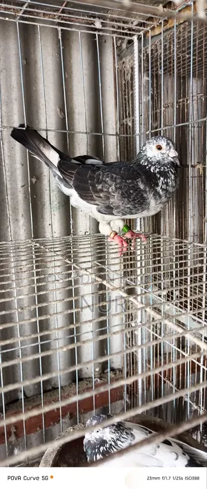 Pigeon Exchange