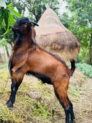 Attractive Tan-Red and Black Goat for Sale!