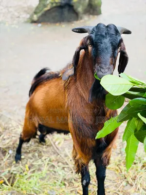 Attractive Tan-Red and Black Goat for Sale!