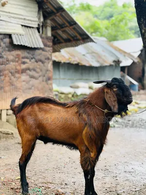 Attractive Tan-Red and Black Goat for Sale!