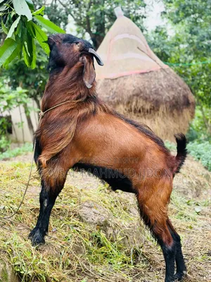 Attractive Tan-Red and Black Goat for Sale!