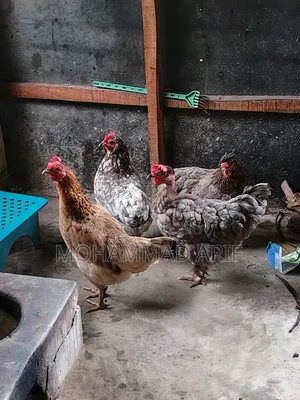 ১ টা দেশি এবং ৩ টা কোচিং ও দেশি ক্রস ভিট করা
