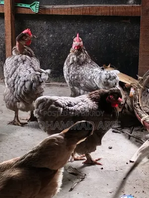 ১ টা দেশি এবং ৩ টা কোচিং ও দেশি ক্রস ভিট করা