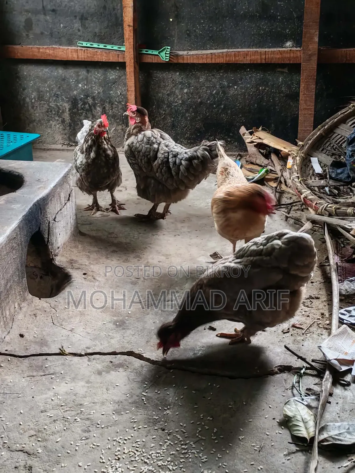 ১ টা দেশি এবং ৩ টা কোচিং ও দেশি ক্রস ভিট করা