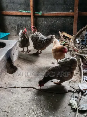 ১ টা দেশি এবং ৩ টা কোচিং ও দেশি ক্রস ভিট করা