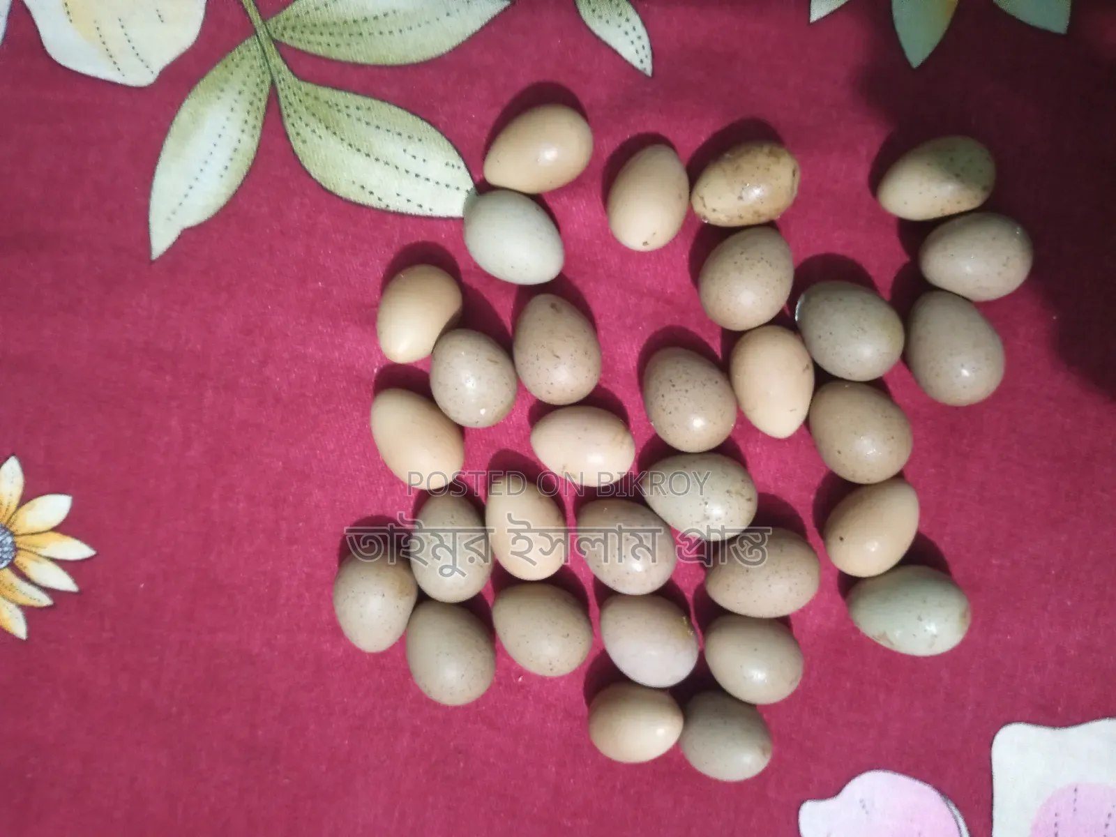 King Quail Hatching Eggs