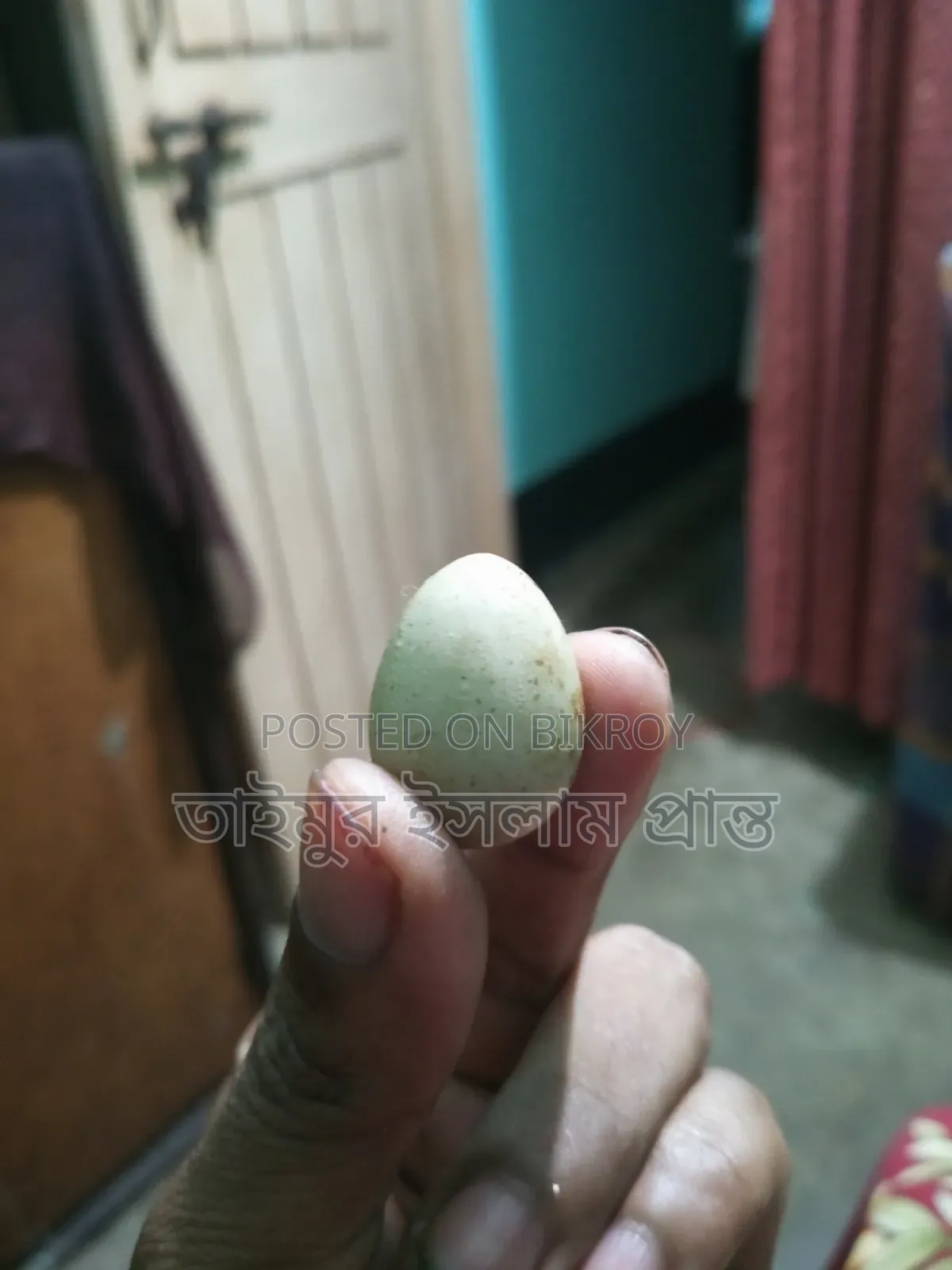 King Quail Hatching Eggs