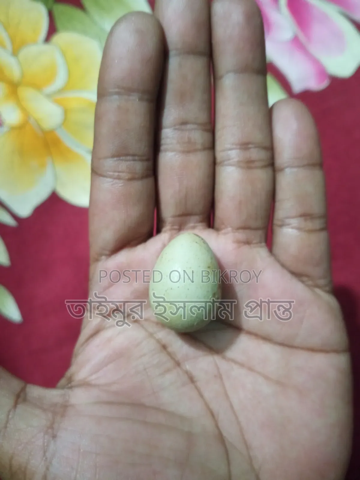 King Quail Hatching Eggs