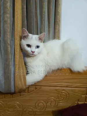 3-6 Months Male Purebred Persian