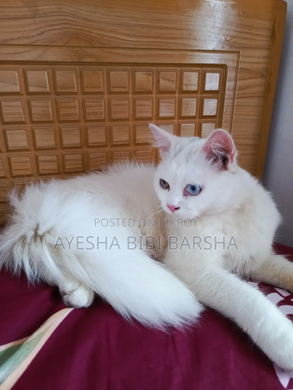 3-6 Months Male Purebred Persian