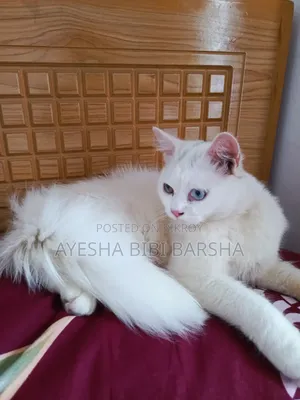 3-6 Months Male Purebred Persian