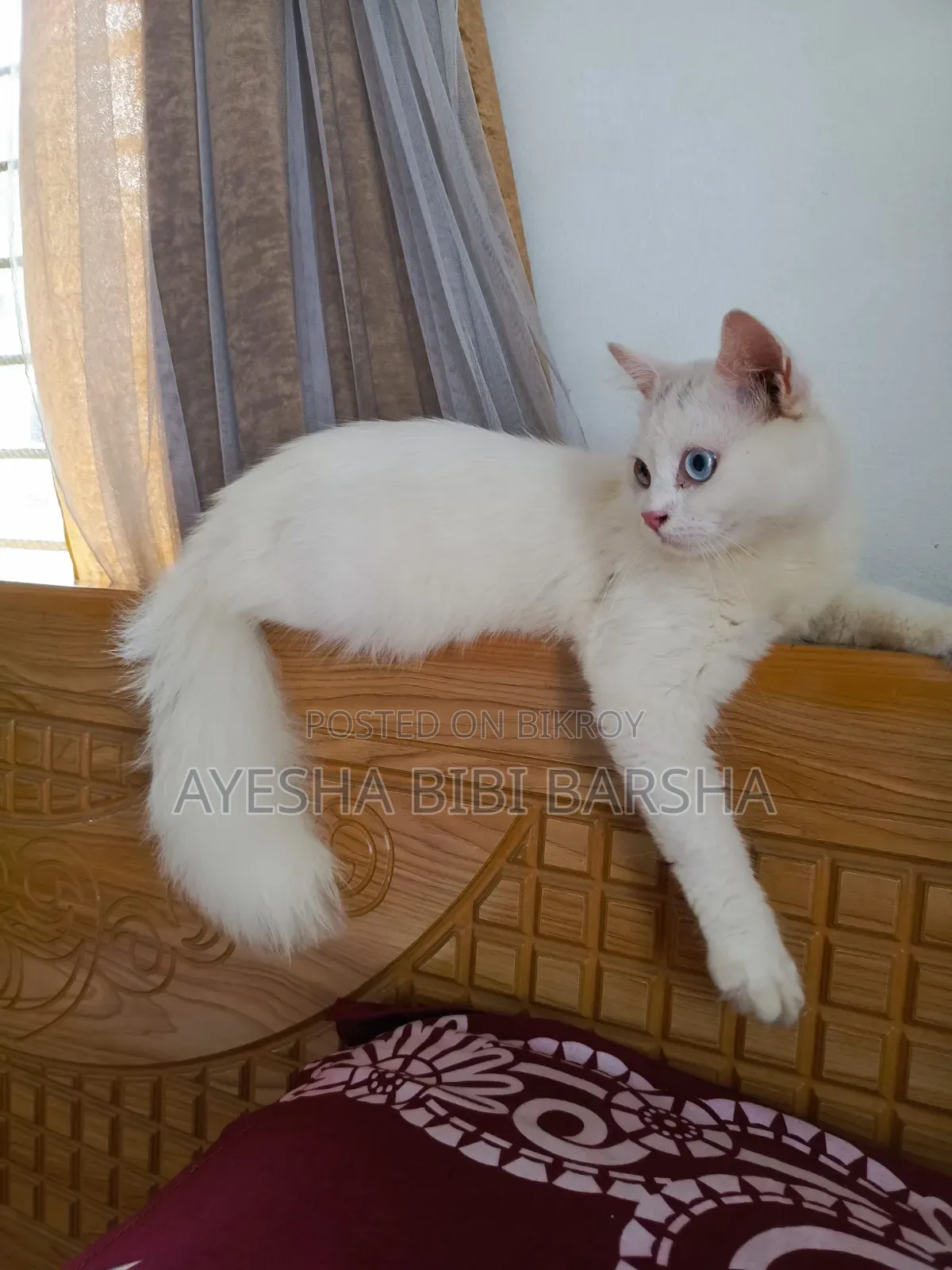 3-6 Months Male Purebred Persian