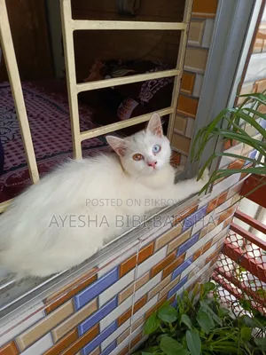 3-6 Months Male Purebred Persian