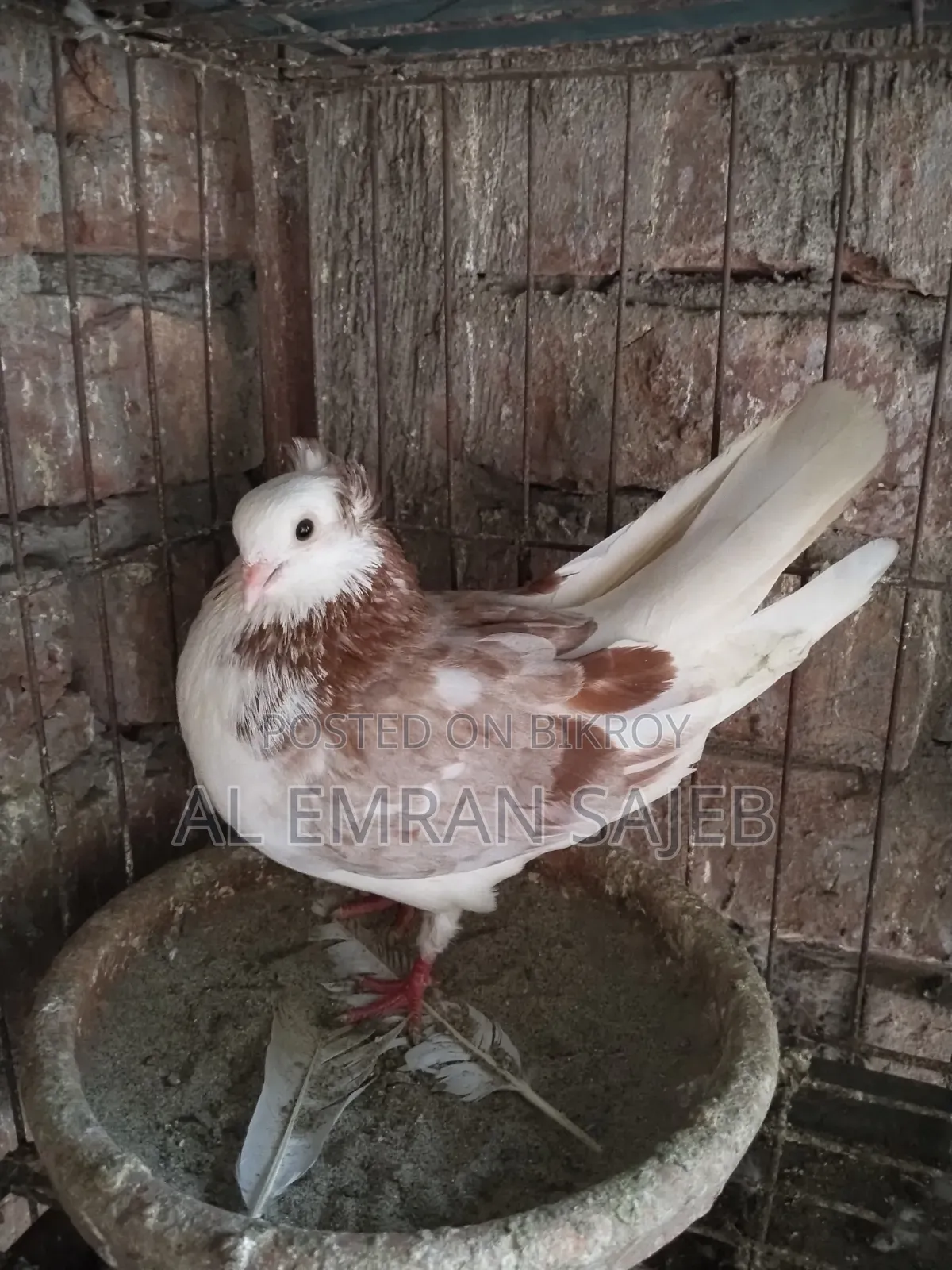 Red Gorra Pigeon