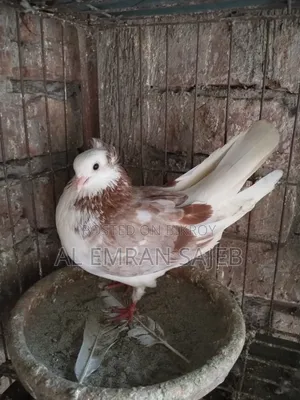 Red Gorra Pigeon