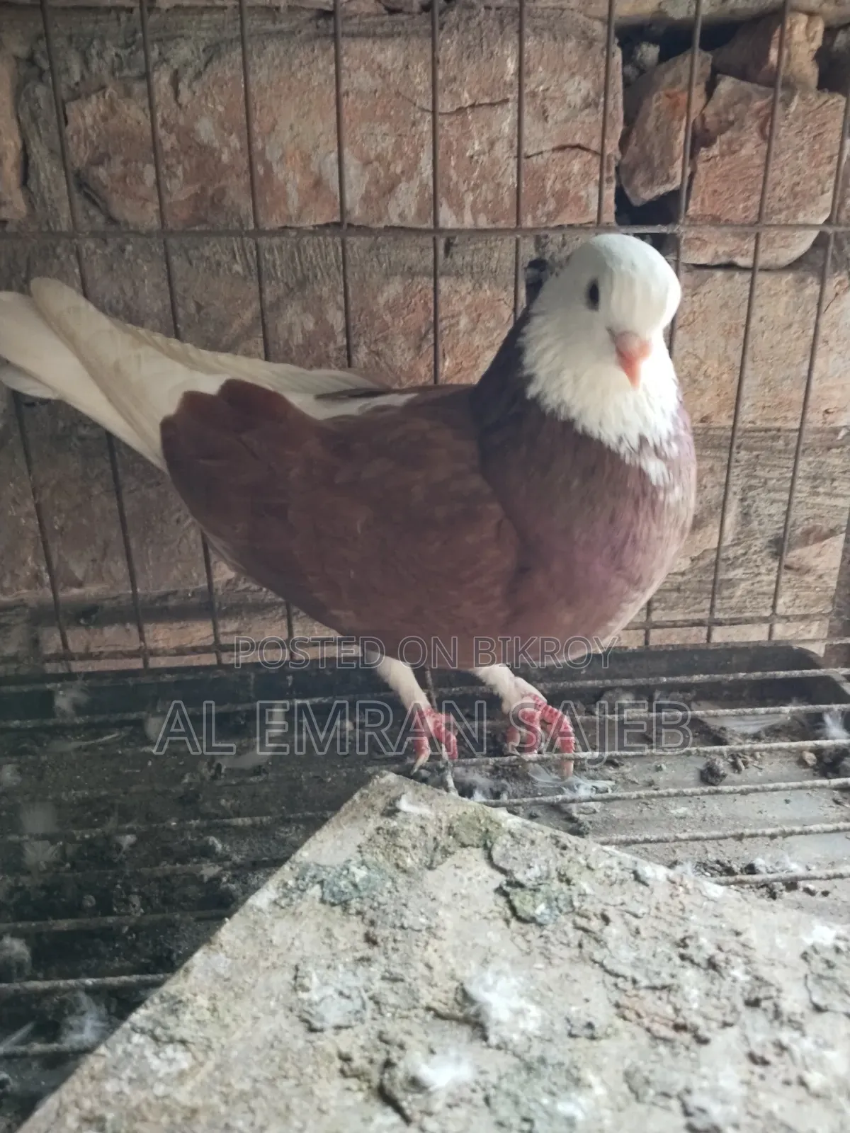 Red Gorra Pigeon